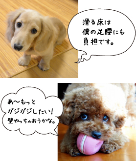 pet_p1
